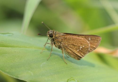 Hesperiinae